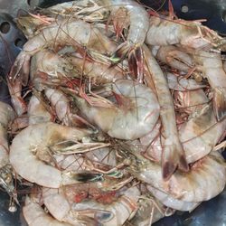Sandy's Seafood - $20 worth of shrimp from Sandy's