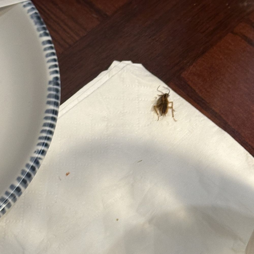 Red Lobster - Place looks too dark, walls are full of dust and as I was eating a roach fell on our table. - Seafood Near Me - Bronx, New York