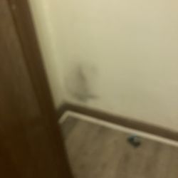 Continental Real Estate Management, Inc - This is the mold that grows in town cockroaches in the apartment when we moved in.