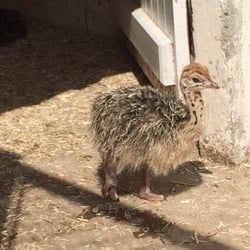 La Ferme des Autruches - Autruchon.