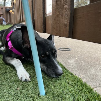 Nightcap - Dog friendly patio - Cocktail Bars Near Me - Austin, Texas Nightcap - Dog friendly patio - Cocktail Bars Near Me - Austin, Texas