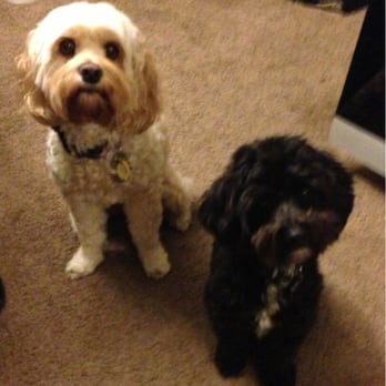 Canine Image - Always lookn adorable thanks to Canine Image!! - Pet Groomers Near Me - San Diego, California