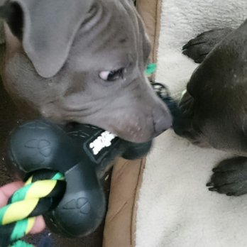 Petco - Puppy tested. - Pet Stores Near Me - Novato, California Petco - Puppy tested. - Pet Stores Near Me - Novato, California