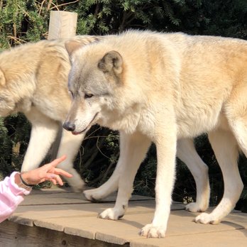 Howling Woods Farm - Wolf dogs on a parapet! - Animal Shelters Near Me - Jackson, New Jersey