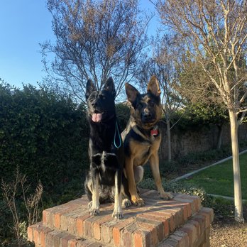 Major K9s Academy - Pet Training Near Me Major K9s Academy - Pet Training Near Me