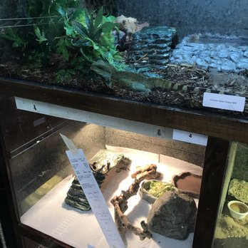 Zookeeper - Chinese water dragon, last time it was bloody - Pet Stores Near Me - Austin, Texas Zookeeper - Chinese water dragon, last time it was bloody - Pet Stores Near Me - Austin, Texas