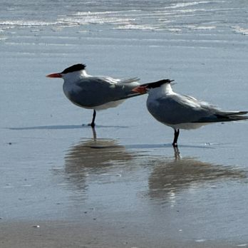 Butler Beach - Walking Butler Beach Good Morning my new feathered friends!. O I didn't get their names lol - Beaches Near Me - Saint Augustine, Florida Butler Beach - Walking Butler Beach Good Morning my new feathered friends!. O I didn't get their names lol - Beaches Near Me - Saint Augustine, Florida