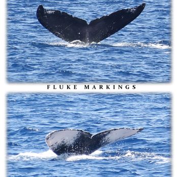 Majestic by Atlantis Cruises - Pictures of the whales today. Provided by the company at an additional cost. - Boat Tours Near Me - Honolulu, Hawaii Majestic by Atlantis Cruises - Pictures of the whales today. Provided by the company at an additional cost. - Boat Tours Near Me - Honolulu, Hawaii