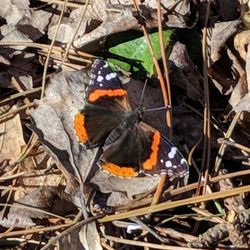 Bishop's Bog Preserve Trail