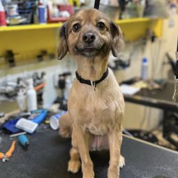 Dog Grooming
