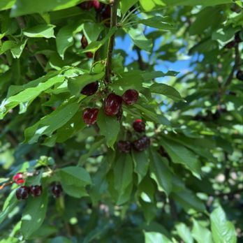 Sweet Lou's Cherries - Pick Your Own Farms Near Me - Brentwood, California Sweet Lou's Cherries - Pick Your Own Farms Near Me - Brentwood, California