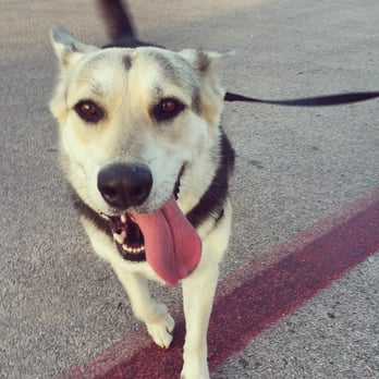 Doghouse Drinkery Dog Park - Bianca, a happy and satisfied Doghouse regular. - Dog Parks Near Me - Leander, Texas Doghouse Drinkery Dog Park - Bianca, a happy and satisfied Doghouse regular. - Dog Parks Near Me - Leander, Texas