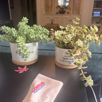 Anawalt Lumber - Love my new in-door plants! - Nurseries & Gardening Near Me - Los Angeles, California Anawalt Lumber - Love my new in-door plants! - Nurseries & Gardening Near Me - Los Angeles, California