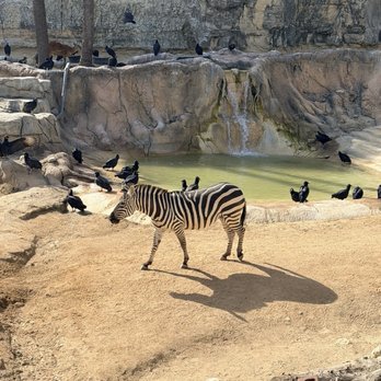 San Antonio Zoo - Zoos Near Me - San Antonio, Texas