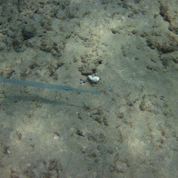 Hanauma Bay Snorkel Adventures - Trumpet fish - Beach Equipment Rentals Near Me - Honolulu, Hawaii Hanauma Bay Snorkel Adventures - Trumpet fish - Beach Equipment Rentals Near Me - Honolulu, Hawaii