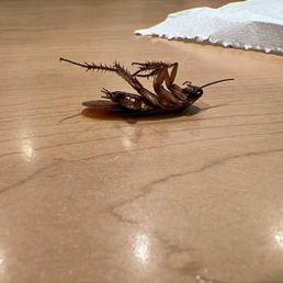 Roaches