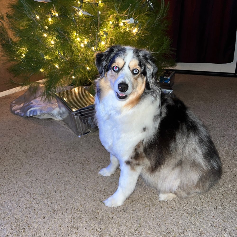 Petco - Luna, freshly groomed by Christy - Pet Stores Near Me - Redlands, California