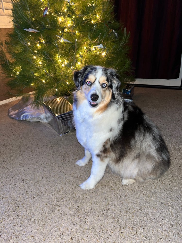 PETCO 68 Photos & 185 Reviews 27580 W Lugonia Ave, Redlands, California Pet Stores Phone