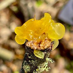 ForageSF Wild Food Walks - Witch's butter