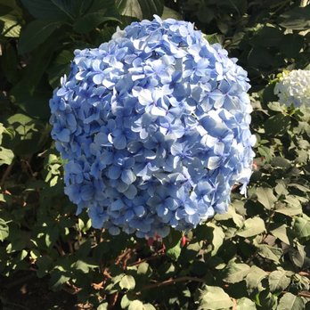 Filoli - Botanical Gardens Near Me - Woodside, California