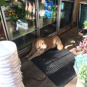 Olfco - Owners dog who is very friendly. - Florists Near Me - Vancouver, British Columbia