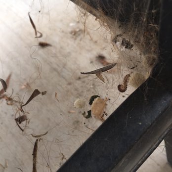 HomeTeam Pest Defense - This is what 121 days of spider activity looks like. - Pest Control Near Me - Escondido, California HomeTeam Pest Defense - This is what 121 days of spider activity looks like. - Pest Control Near Me - Escondido, California