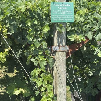 Wolffer Estate Vineyard - Wineries Near Me - Sagaponack, New York