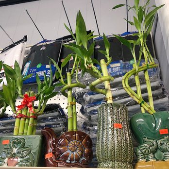 Hong Kong Deli - a variety of bamboo plants - Delis Near Me - Philadelphia, Pennsylvania Hong Kong Deli - a variety of bamboo plants - Delis Near Me - Philadelphia, Pennsylvania