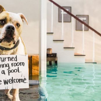 Raymond McKinney Insurance - Farmers has seen just about everything, even these dogs that flooded a home while their owners were away. To make sure you're prepared. - Insurance Near Me Raymond McKinney Insurance - Farmers has seen just about everything, even these dogs that flooded a home while their owners were away. To make sure you're prepared. - Insurance Near Me