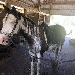 Hot To Trot Stables