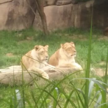 Memphis Zoo - Zoos Near Me - Memphis, Tennessee Memphis Zoo - Zoos Near Me - Memphis, Tennessee