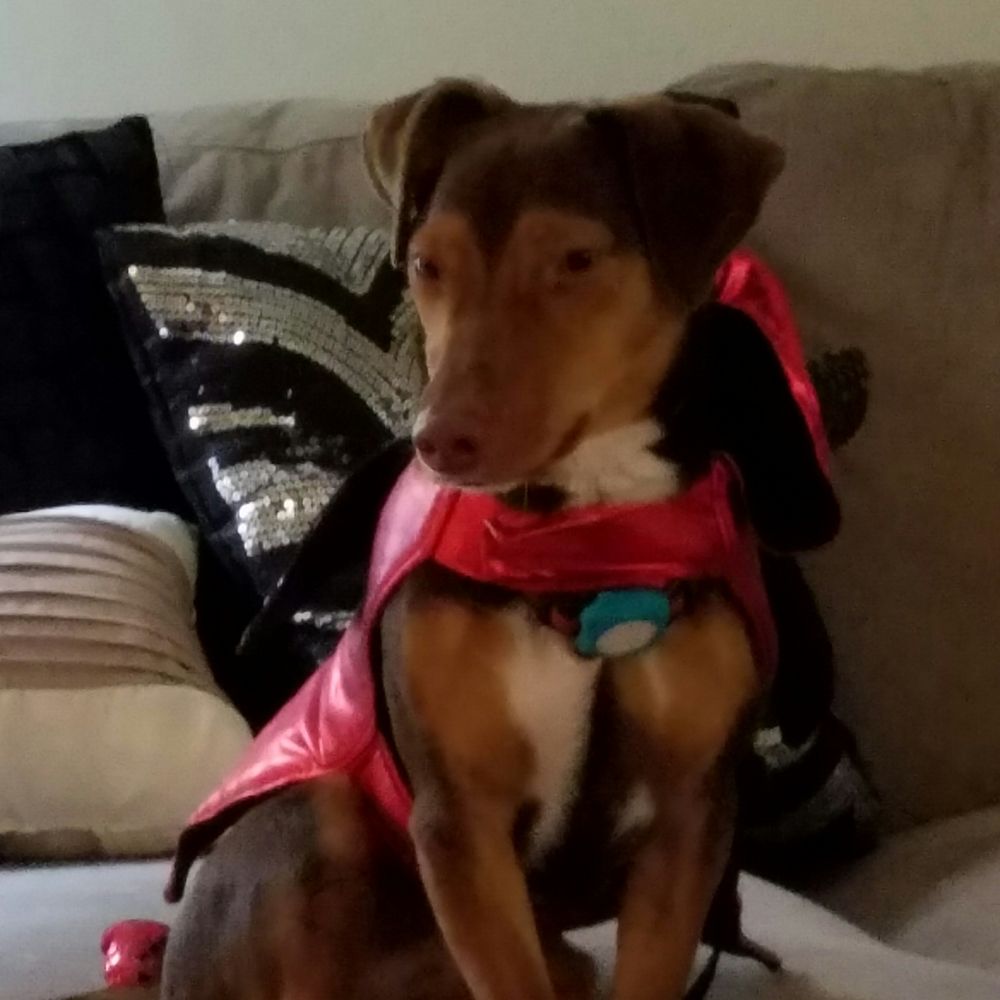 B The Leader - Boomer loved Julia - Pet Training Near Me - Springfield, Oregon B The Leader - Boomer loved Julia - Pet Training Near Me - Springfield, Oregon