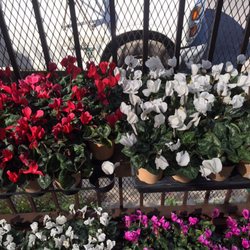 A&A Nursery