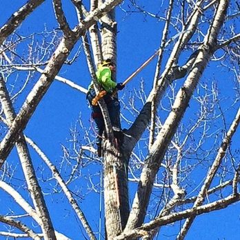 AAW Tree Service - Tree Services Near Me - Green Bay, Wisconsin AAW Tree Service - Tree Services Near Me - Green Bay, Wisconsin