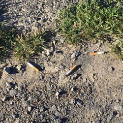 Cloe Lake - Ugh smokers litter!