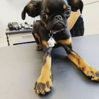 Yonge & St Clair Veterinary Hospital - Treating anxiety, Meibomian cysts, acid reflux - Veterinarians Near Me - Toronto, Ontario Yonge & St Clair Veterinary Hospital - Treating anxiety, Meibomian cysts, acid reflux - Veterinarians Near Me - Toronto, Ontario
