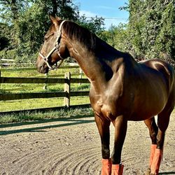 Fox Chase Farm - Outdoor arena
