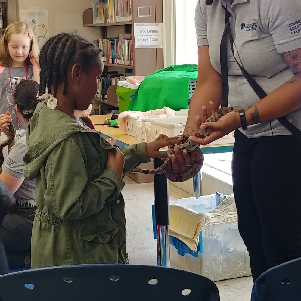 El Cerrito Library - She braved up to pet the snake. - Libraries Near Me - El Cerrito, California