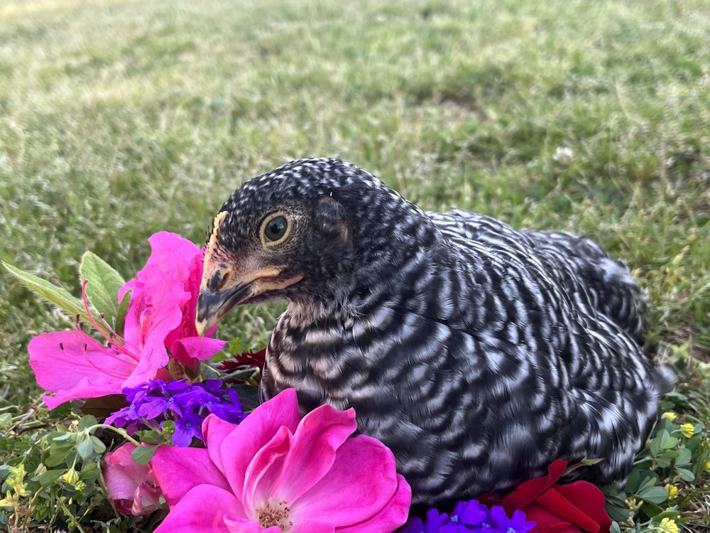 Selah’s pet sitting Image