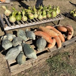 Gourds