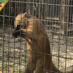 Single Vision Sanctuary - Raccoon type animal