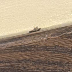 Buffet Palace - Food seemed ok till we sat down and saw this cockroach.