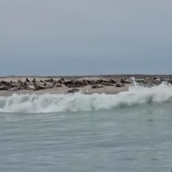 Monomoy Island Ferry
