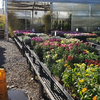 SummerWinds Nursery - West Bell - A snapshot of their flower selection on a sunny day! - Nurseries & Gardening Near Me - Glendale, Arizona SummerWinds Nursery - West Bell - A snapshot of their flower selection on a sunny day! - Nurseries & Gardening Near Me - Glendale, Arizona