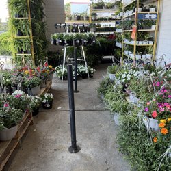Big Lots - Out in front lots of plants