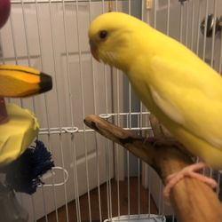 Pet Paradise