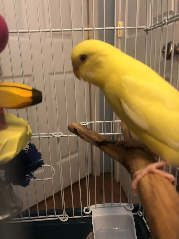 PET PARADISE Updated September 2024 13 Reviews 1581 Hustonville