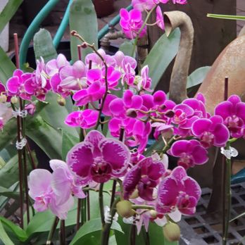 Flamingo Road Nursery - Nurseries & Gardening Near Me - Davie, Florida