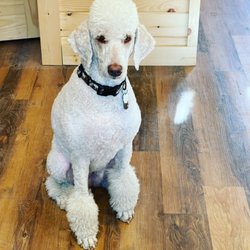Dirty Dog Pet Salon