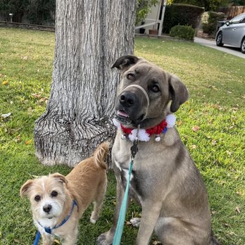 Epic Dog Academy - Lyla and Joey - Pet Training Near Me - Temecula, California Epic Dog Academy - Lyla and Joey - Pet Training Near Me - Temecula, California
